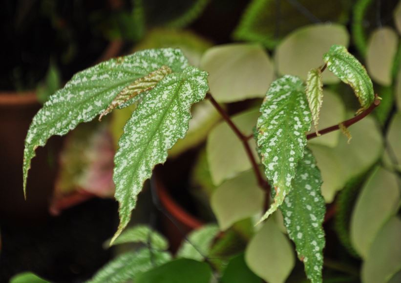B. taiwaniana